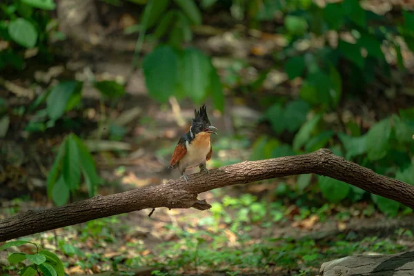 Der Käfigvogel Spielt Wasser Einem Kleinen Pool Wald — Stockfoto