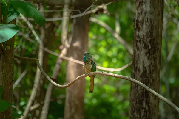 Oiseau Perché Sur Une Branche Intérieur Forêt — Photo