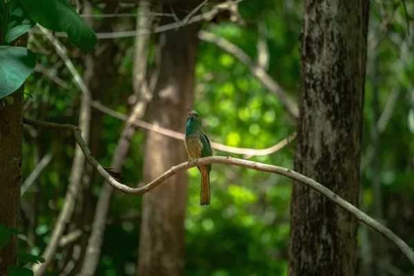 Ένα Πουλί Σκαρφαλωμένο Ένα Κλαδί Μέσα Στο Δάσος — Φωτογραφία Αρχείου