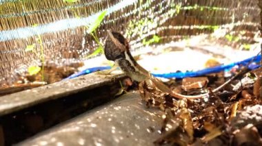 Kuş fotoğrafçılığı için bir sığınakta bir ağaca tünemiş bir bukalemun