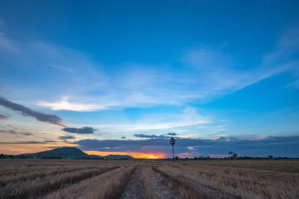 Por Sol Campo Arroz Durante Estação Plantio — Fotografia de Stock