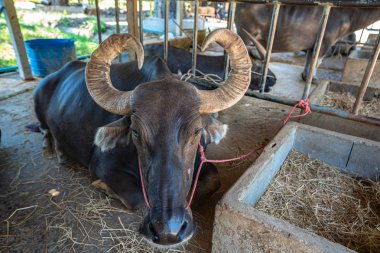 Boynuzlu bufalo Tay Buffalo Koruma Merkezi'nde bir boğa gibi.