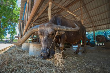 Bufalo Tay Buffalo Koruma Merkezi'nin çiftlik hayvanlarında dinlenmiş