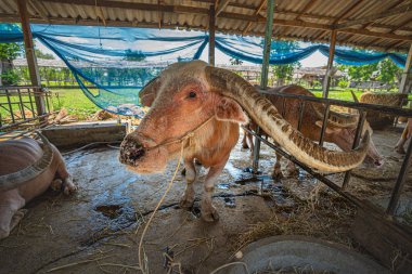 hayvancılıkta eski Albino buffalo