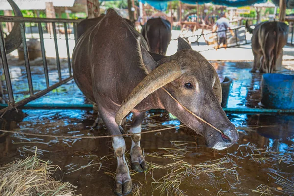 Bufalo Tay Buffalo Koruma Merkezi'nin çiftlik hayvanlarında dinlenmiş