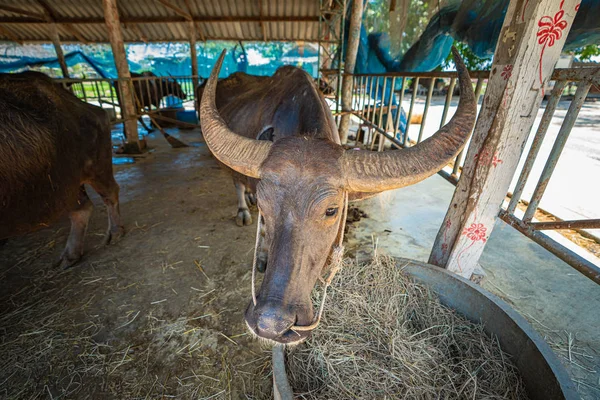 Bufalo Tay Buffalo Koruma Merkezi'nin çiftlik hayvanlarında dinlenmiş