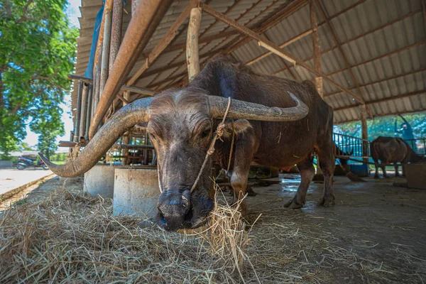 Bufalo Tay Buffalo Koruma Merkezi'nin çiftlik hayvanlarında dinlenmiş