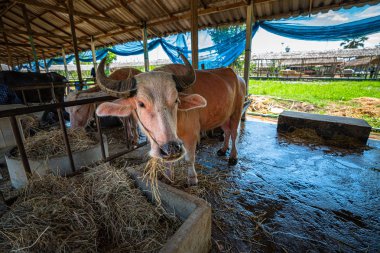 Hayvancılıkta saman yiyen Albino bufalo