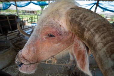 hayvancılıkta eski Albino buffalo