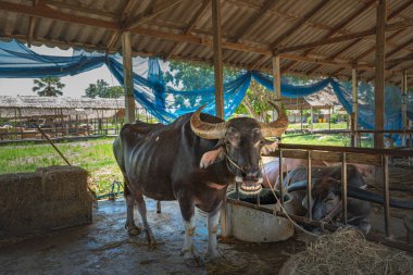 Bufalo Tay Buffalo Koruma Merkezi'nin çiftlik hayvanlarında dinlenmiş