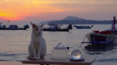 bir dost kedi sabah plaj yanında masaya oturmak için atlamak