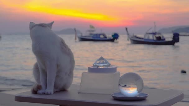 Friendy Kot Skok Siedzieć Stole Obok Plaży Godzinach Porannych — Wideo stockowe