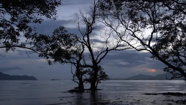 Bosque Manglares Canal Mudong Phuket Hábitat Los Halcones Los Halcones — Vídeo de stock