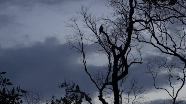 Falco Volò Nuovo Nido Cima Alla Mangrovia Crepuscolo Foresta Mangrovie — Video Stock