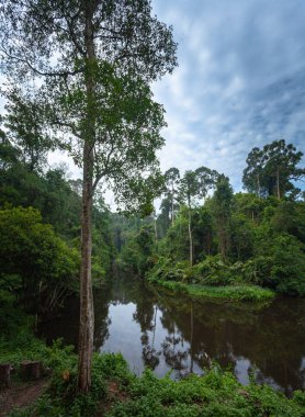 Khao Yai Milli Parkı Tayland'ın en büyük yağmur ormanıdır. Bir sürü şelale var..