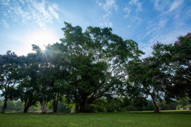 Khao Yai Milli Parkı Tayland'ın en büyük yağmur ormanıdır. Bir sürü şelale var..