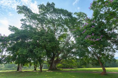 Khao Yai Milli Parkı Tayland'ın en büyük yağmur ormanıdır. Bir sürü şelale var..