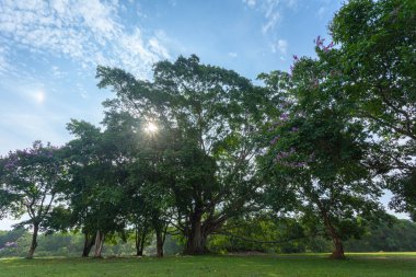 Khao Yai Milli Parkı Tayland'ın en büyük yağmur ormanıdır. Bir sürü şelale var..