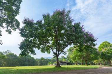 Khao Yai Milli Parkı Tayland'ın en büyük yağmur ormanıdır. Bir sürü şelale var..