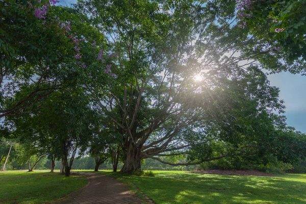 Khao Yai Milli Parkı Tayland'ın en büyük yağmur ormanıdır. Bir sürü şelale var..