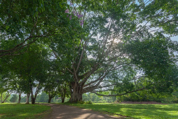 Khao Yai Nationaal Park Het Grootste Regenwoud Thailand Zijn Vele — Stockfoto