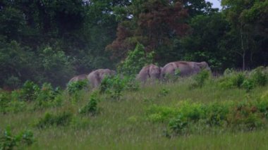 Yabani filler Khao Yai Milli Parkı.Khao Yai Milli Parkı'nda çim yiyor Tayland en büyük yağmur ormanı. Birçok şelale var. Çeşitli yaban hayatı ve bitki türleri vardır. 