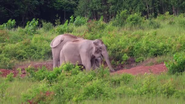 Rebanhos Elefantes Selvagens Estão Gostando Comer Salinas Parque Nacional Khao — Vídeo de Stock