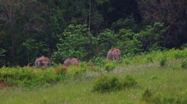 Yabani filler Khao Yai Milli Parkı.Khao Yai Milli Parkı'nda çim yiyor Tayland en büyük yağmur ormanı. Birçok şelale var. Çeşitli yaban hayatı ve bitki türleri vardır. 