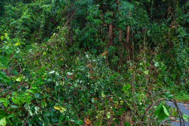Devrilen ağaç yol trafiğini kapattı. Orman yetkilileri ağaçların yoldan kaldırılmasıiçin birbirlerine yardım ettiler..