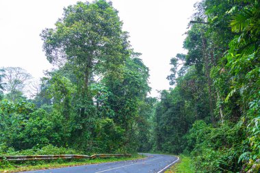Khao Yai Milli Parkı vahşi ormanda eğri yol Tayland en büyük yağmur ormanı. Bir sürü şelale var..