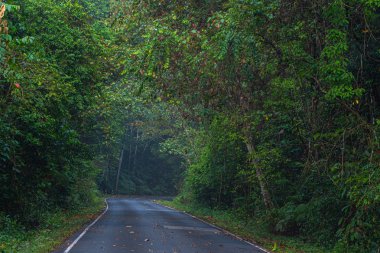 Khao Yai Milli Parkı vahşi ormanda eğri yol Tayland en büyük yağmur ormanı. Bir sürü şelale var..