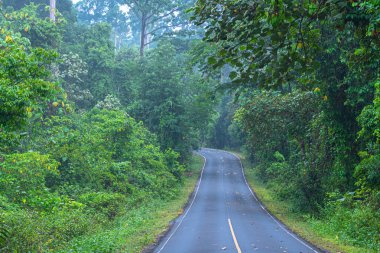 Khao Yai Milli Parkı vahşi ormanda eğri yol Tayland en büyük yağmur ormanı. Bir sürü şelale var..