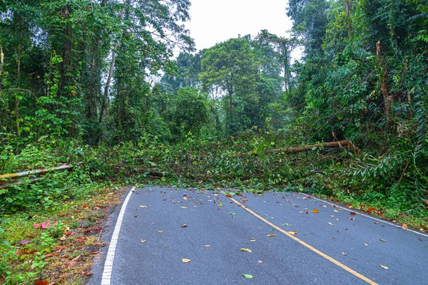 Der Umgestürzte Baum Sperrte Den Straßenverkehr Forstbeamte Halfen Sich Gegenseitig — Stockfoto