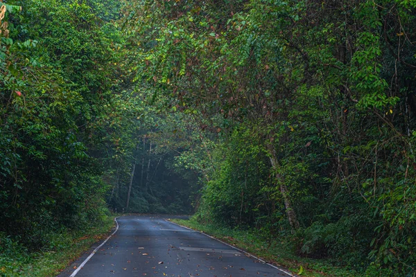 Curva Estrada Floresta Selvagem Parque Nacional Khao Yai Maior Floresta — Fotografia de Stock