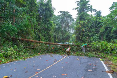Devrilen ağaç yol trafiğini kapattı. Orman yetkilileri ağaçların yoldan kaldırılmasıiçin birbirlerine yardım ettiler..