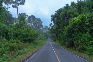 Khao Yai Milli Parkı vahşi ormanda eğri yol Tayland en büyük yağmur ormanı. Bir sürü şelale var..