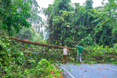 The fallen tree closed the road traffic.Forest officials helped each other to remove trees from the road. clipart