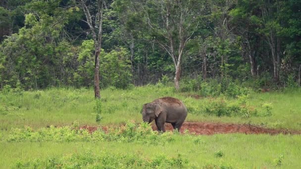Elefante Salvaje Disfrutando Comer Lame Sal — Vídeos de Stock