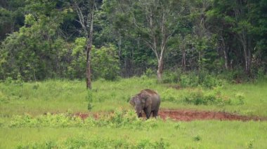 Tuz yiyen genç bir fil
