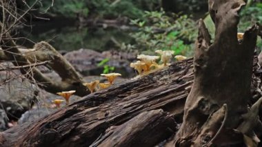 Yabani mantar Khao Yai Milli Parkı'nda şelale yakınında çürük kütükler üzerinde büyümek.