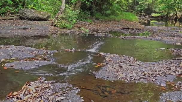 Rivière Lamtakong Trouve Dans Parc National Khao Yai Est Grande — Video