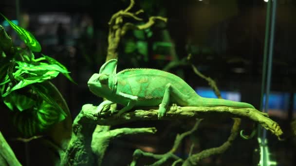 Green Chameleon Hanging Slowly Branch — Stock Video