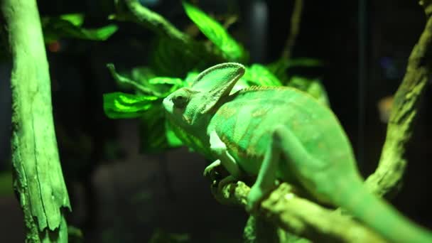 Green Chameleon Hanging Slowly Branch — Stock Video