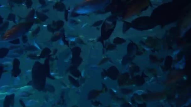 非常に多くの魚が大きなガラス水族館で食べ物を競う — ストック動画