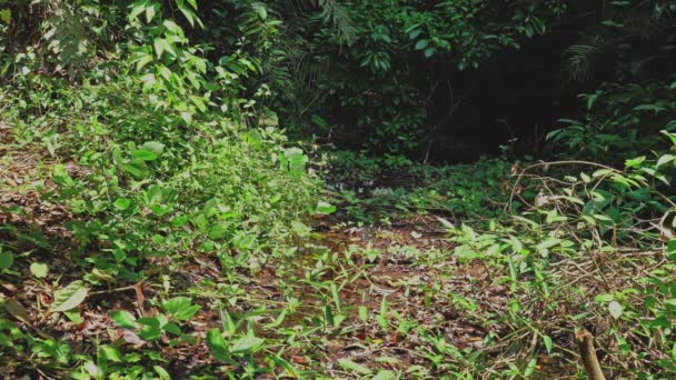 Grupp Fjärilar Äter Mat Skogen Bredvid Lamtakong River Khao Yai — Stockvideo