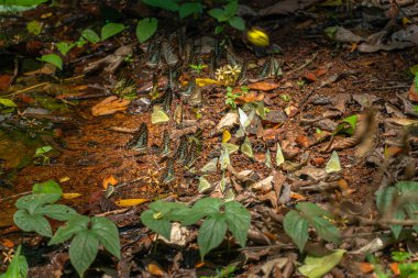 Bir grup kelebek, Khao Yai Milli Parkı'ndaki Lamtakong nehrinin yanındaki ormanda yemek yiyor.