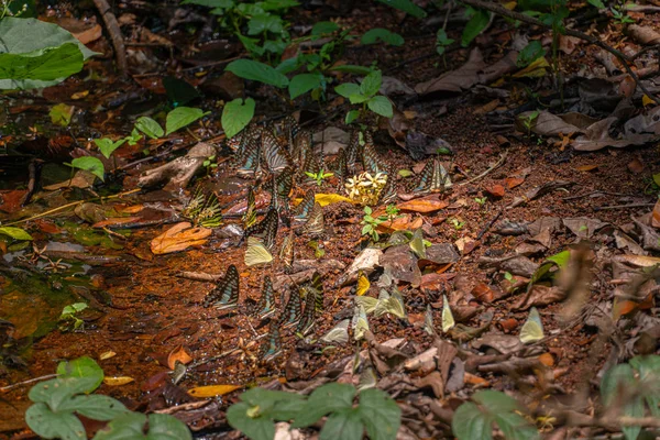 Group Butterflies Eat Food Forest Lamtakong River Khao Yai National — Stock Photo, Image