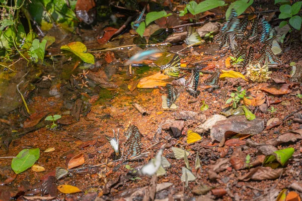 Group Butterflies Eat Food Forest Lamtakong River Khao Yai National — Stock Photo, Image