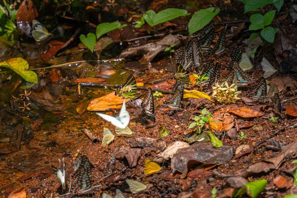 Group Butterflies Eat Food Forest Lamtakong River Khao Yai National — Stock Photo, Image