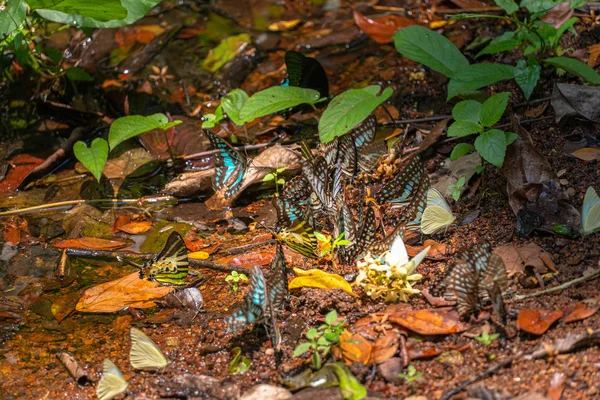 Sekelompok Kupu Kupu Makan Makanan Hutan Samping Sungai Lamtakong Taman — Stok Foto